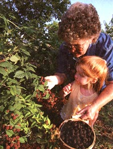 
Granddaughter Maddie helps Mary Severtson bring in the harvest.
